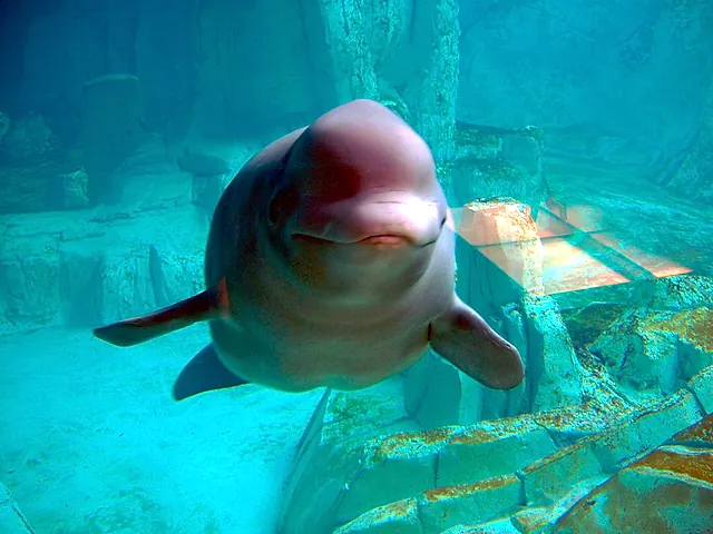 A beluga whale seen through the glass of its pool at L'Oceanogràfic