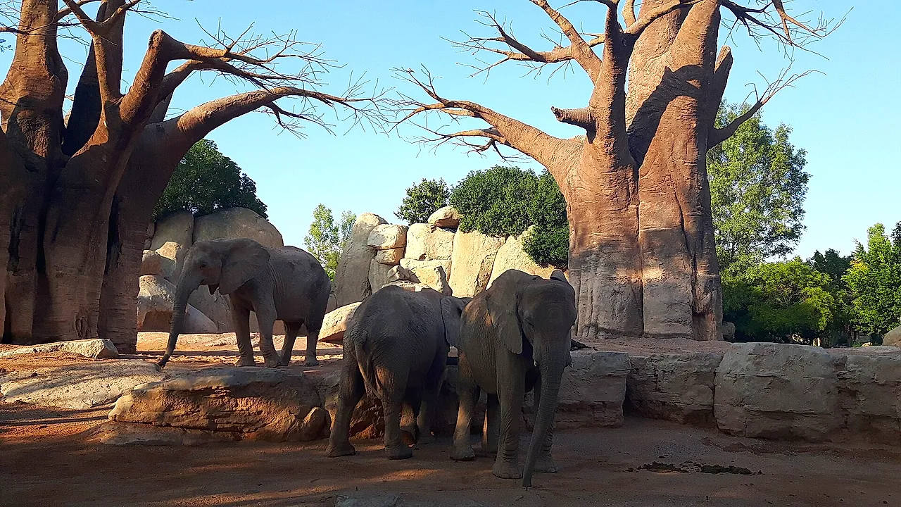 Elephants beside the baobab-style trees of their enclosure at Bioparc Valencia