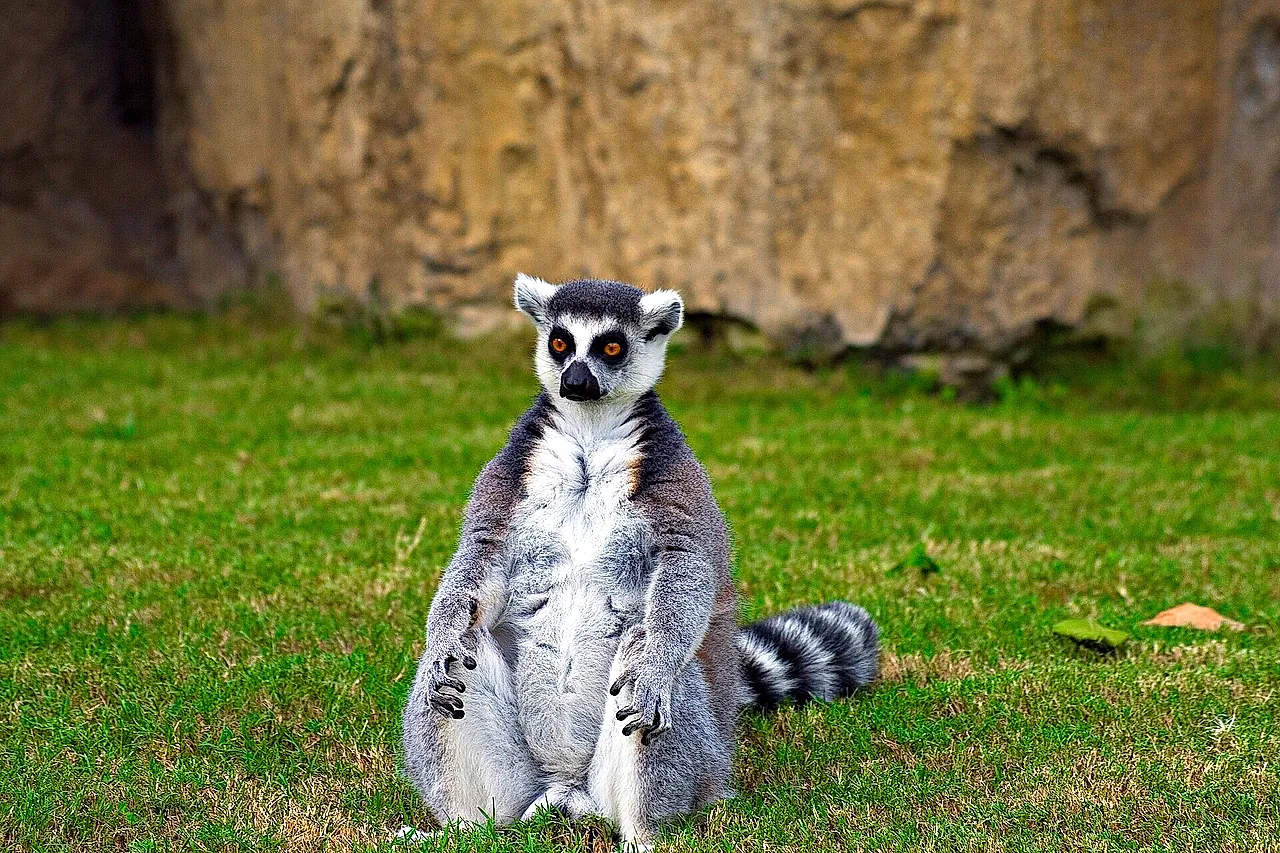 A ring-tailed lemur sitting upright on the grass at Bioparc Valencia