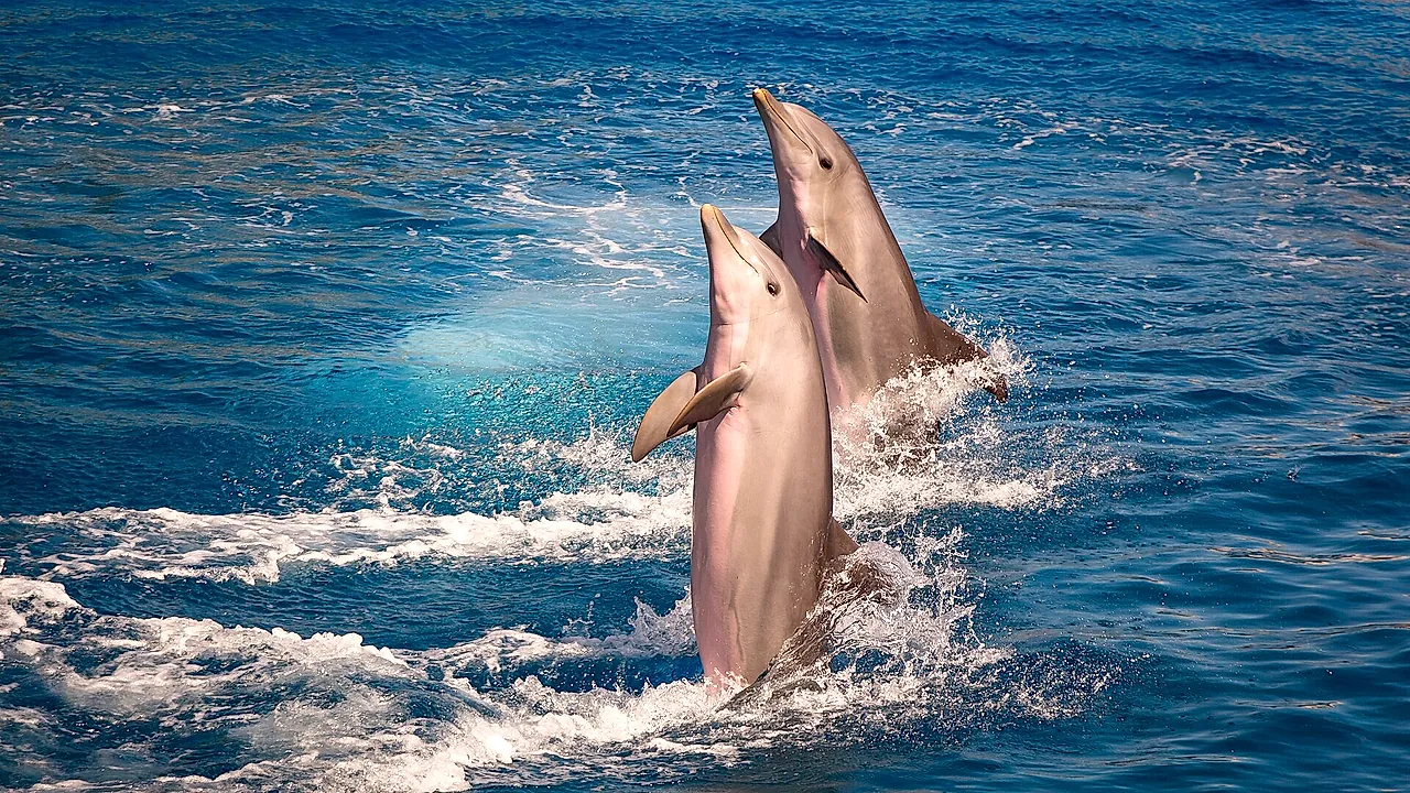 Two dolphins leaping out of the water together in the dolphin pool at L'Oceanogràfic