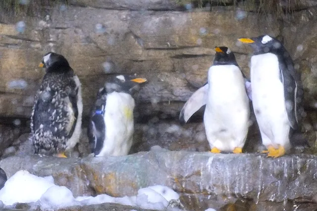 Penguins standing together on an icy rock ledge at L'Oceanogràfic