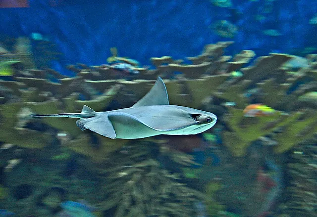 A ray gliding over the seabed of a large tank at L'Oceanogràfic