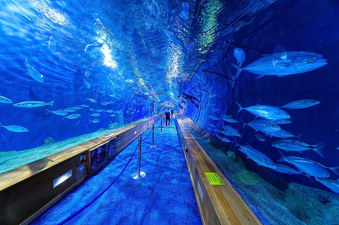The underwater tunnel at L'Oceanogràfic with shoals of fish swimming around and above
